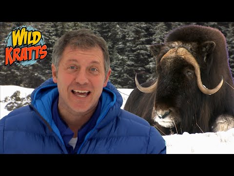 Musk Ox Creature Powers! | Wild Kratts "Musk Ox Mania"