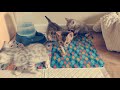 Bengal Kittens 7 Weeks Old Brown Rosette Silver Rosette Seal Mink Xxx