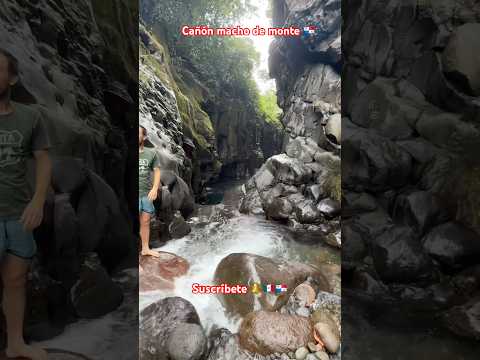 Cañón, macho de Monte cordillera, Panamá #panama #coordillerapanama #chiriquí #suscribete