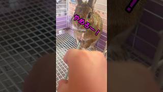 おくすりの時間#ネザーランドドワーフ #うさぎ