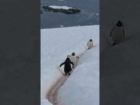 Gentoo Penguins, Antarctica  #nature #antarctica #penguin #shorts #wildlife #travel #animals #birds