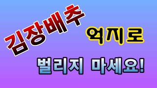 [텃밭농부.834]  김장배추를 벌려주면 속이 잘 차느냐? 는 질문에 대한 대답.