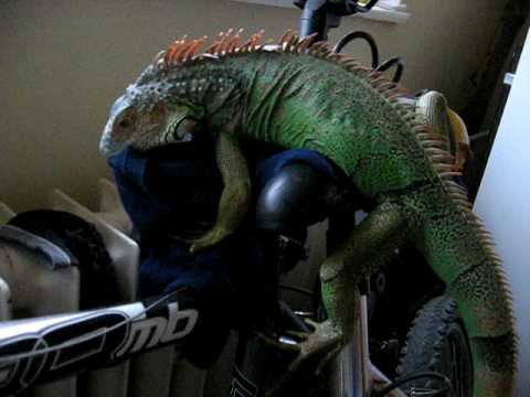 Fidel si brání svoje trenky