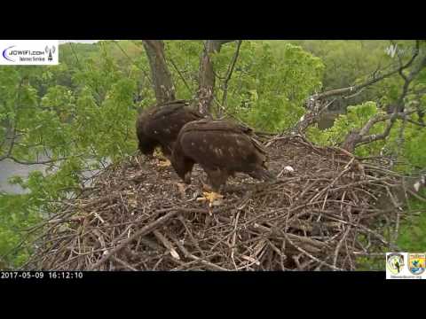 The Trio Eagles - Kids are self-feeding really well - 05-09-17