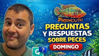 Preguntas y respuestas sobre peces, ¡domingo y en directo!