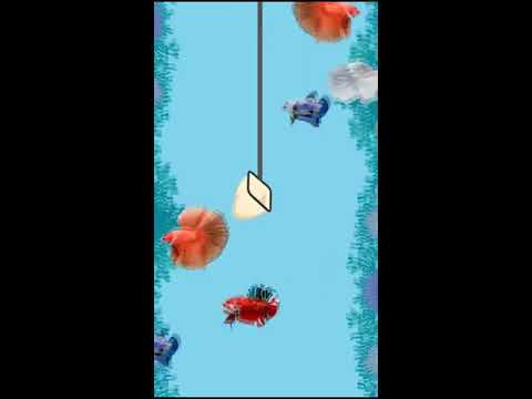 Catch the Betta Video