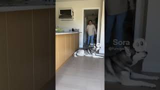 The cat blamed the dog #cats #husky #matercat #pets #funny #catvideos #puppy #kittens #cutedog