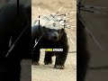Why Honey Badgers Don T Give A Shit