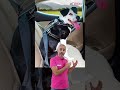 CÓMO HAY QUE LLEVAR AL PERRO EN EL COCHE