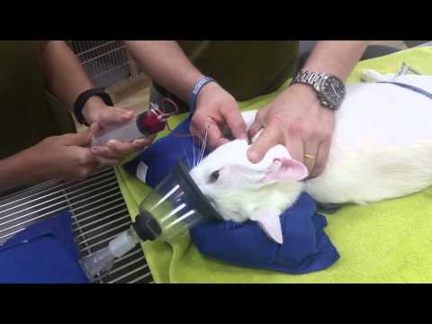 Giving a Cat a Blood Transfusion