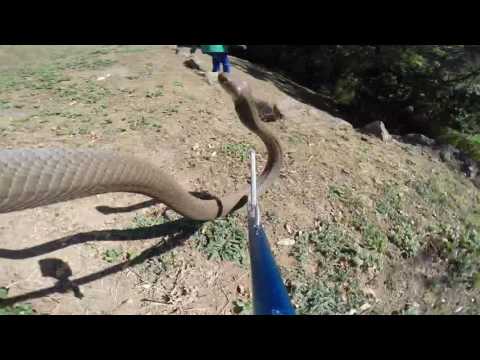 Thrilling Mozambique Spitting Cobra catch!