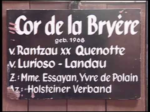 Cor de la Bryère | Eine der großen Beschälerpersönlichkeiten im Portrait