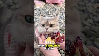 Download lagu Babu dan Milo menemukan banyak batu permata #shorts #kucing mp3