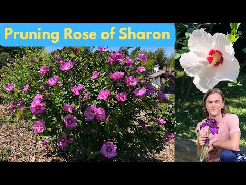 Rose of Sharon (Hibiscus syriacus) Pruning Guide - How to Prune Correctly for Maximum Flowers, Hedge