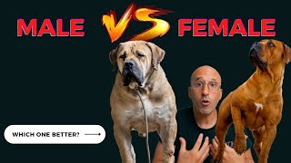Boerboel MALE VS Boerboel FEMALE ( 5 Differences | Which one Better)