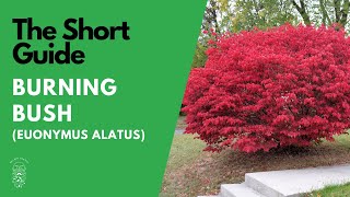 The Short Guide to the Burning Bush (Euonymus Alatus Compactus)