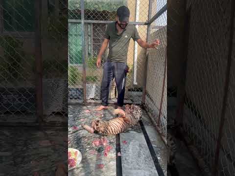 Series 208: Tiger Eating Chicken with extra human 🐆🐯