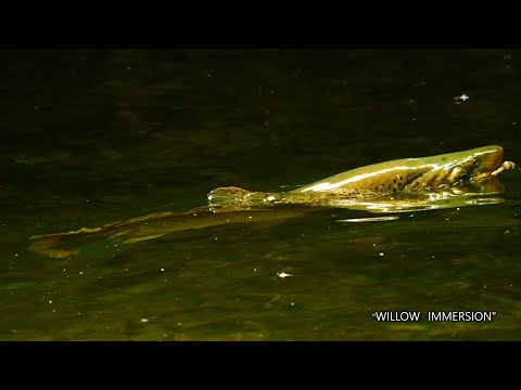 Fly Fishing Big Brown Trout in the Willows. Rising Brown Trout, Willow Grubs & Mayflies.
