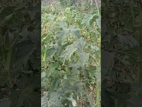 Video 2 - Presidente Dutra - BA