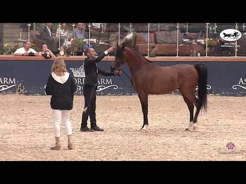 N 203 PACHECO KA   Belgian Nationals In Hand classes   Stallions 4 6 Years Old Class 10