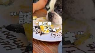 フレブルが6歳になったのでお祝いしてきた🥰
