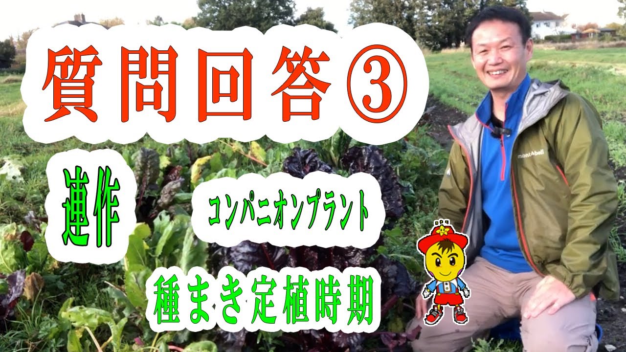 自然栽培の連作の真実と定植の判断基準