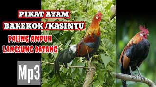 Download lagu suara pikat ayam hutan bakekok /kasintu //  langsung nyaut mp3 mp3