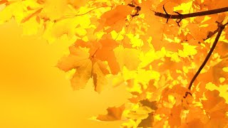 Joan Baez &amp; Donovan - Colours (Live) (Lyrics) [HD]