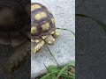 GO TORTOISE GO TORTOISE GO TORTOISE Part 3 #viralcontent #cutetortoise #viralshort #viralshorts