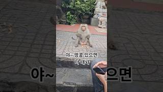 원숭이로 유명한 베트남 호치민 쩌우터이 사찰 #쩌우터이사찰 #베트남여행 #원숭이 #원숭이 #ChauThoiT…