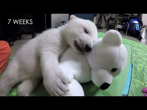 Watch This Happy Young Polar Bear in Her Formative Years