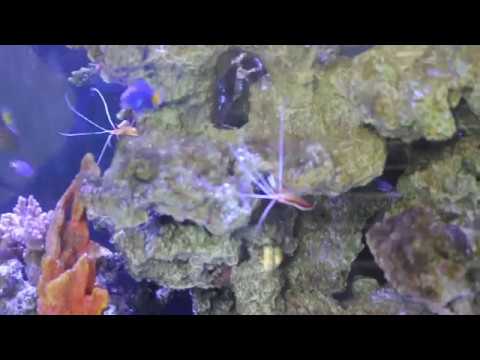 明道大學智慧水產系統 成功復育珊瑚