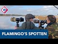 Tientallen vogelliefhebbers komen naar flamingo's kijken - OMROEP WEST