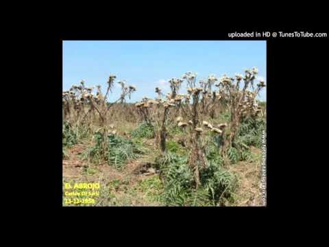 Today's Tango Is... El Abrojo - Carlos Di Sarli 13-11-1958