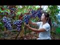 Purple Grapes Are Perfect For Making Wine