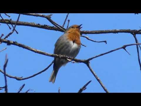 Rotkehlchen Gesang 🌞 Der charmante Sänger des Waldes