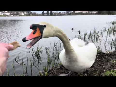 My daily Bird #handfeeding of Swan nr Y589 and Mr. #Crow in #tveiten April 15’ #birdlife #birdsounds