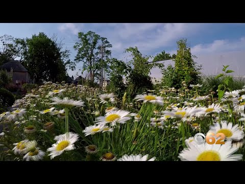 Eye On Detroit - Michigan Urban Farming Initiative