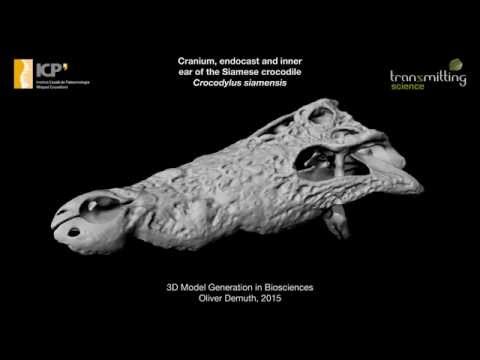 Cranium, endocast and inner ear of the Siamese crocodile (Crocodylus siamensis)