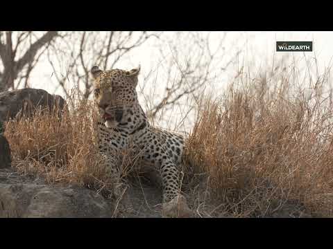 Nottens young male - seeking a home.