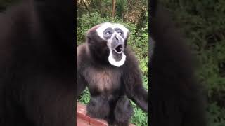 Download lagu TERIAK SEKENCENG KENCENGNYA#siamang mp3 Download lagu TERIAK SEKENCENG KENCENGNYA#siamang mp3