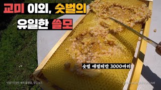 숫벌 3000마리 인위적으로 만들어서 꿀벌 빨아먹는 진드기 소탕하기