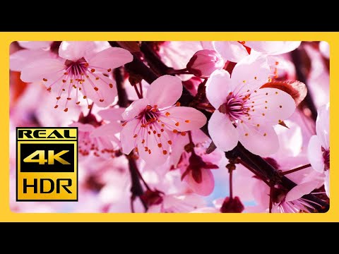 Beautiful Cherry Blossoms & RELAXING MUSIC For Meditation 4k HDR RELAXING MUSIC 4K Screensaver