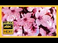 Beautiful Cherry Blossoms & RELAXING MUSIC For Meditation 4k HDR RELAXING MUSIC 4K Screensaver