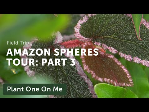 Amazon Spheres Tour: Part 3 — Ep 153