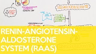 The Renin-Angiotensin-Aldosterone System (RAAS) - Sarah Clifford Illustration Tutorial