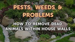 How to Remove Dead Animals Within House Walls