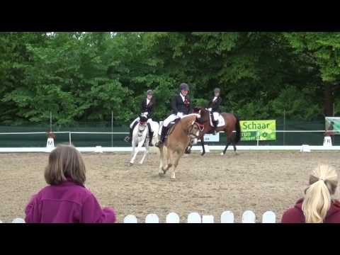 Diamond Lady *2010 www.pferdesportservice.de