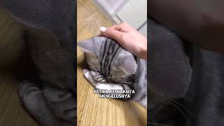 Download lagu This cat got sulky when his owner forgot to buy him snacks🥺❤️ mp3