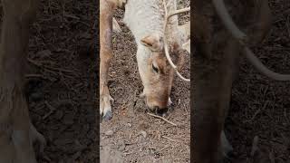 Curiosidades das Renas (Caribu): o animal do Natal #animais